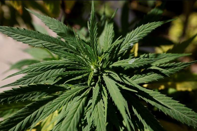 墨西哥合法大麻产业迎来商业种植公司