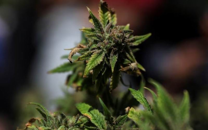奥驰亚支持的大麻公司克罗诺斯探索出售